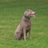 hundetreffen 03.09.2016 585